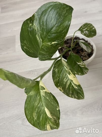 Комнатные растения на срез