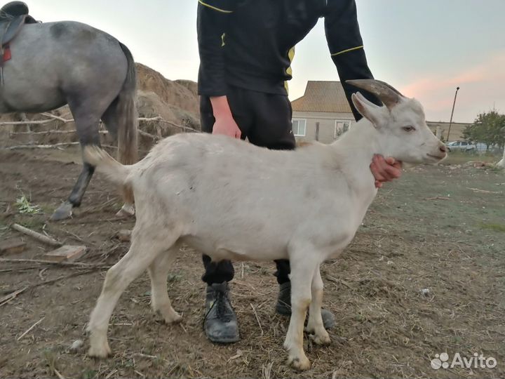 Заанинские козлики