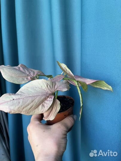 Сингониум pink neon