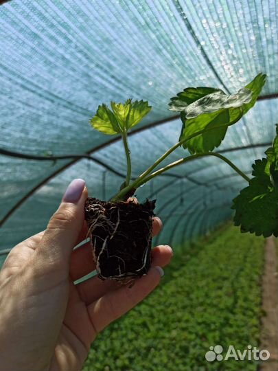 Саженцы клубники зкс фриго рассада