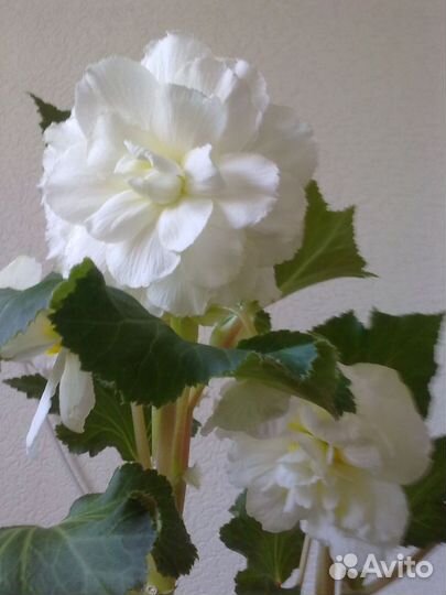 Бегония белая, желтая и красная