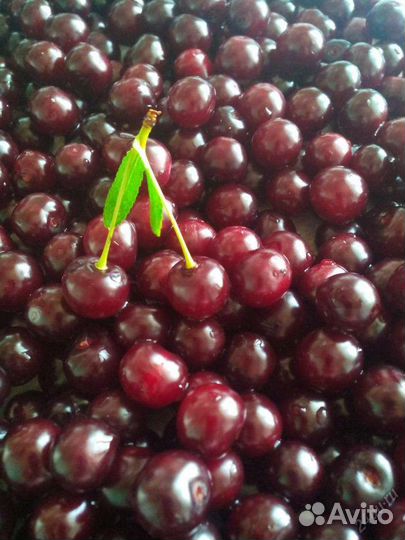 Вишня ягода свежая