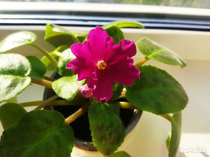 Сортовые фиалки