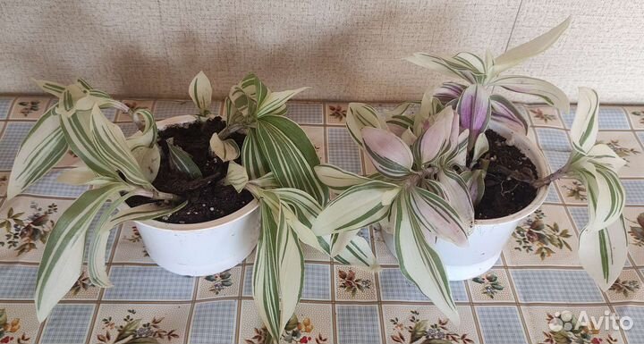 Традесканция