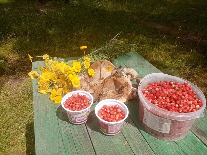 Участок 29 сот. (СНТ, ДНП)