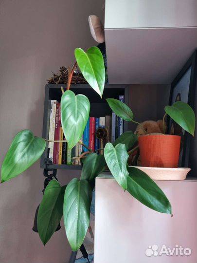 Филодендрон