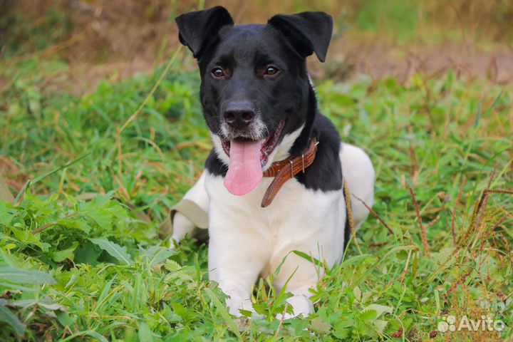 Путилкин в Добрые руки