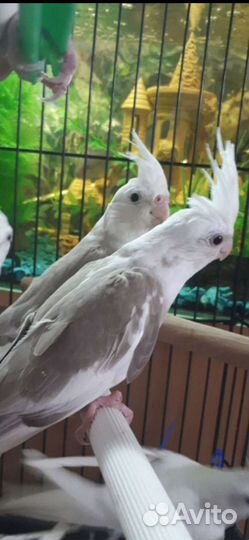 Попугай корелла,волнистый