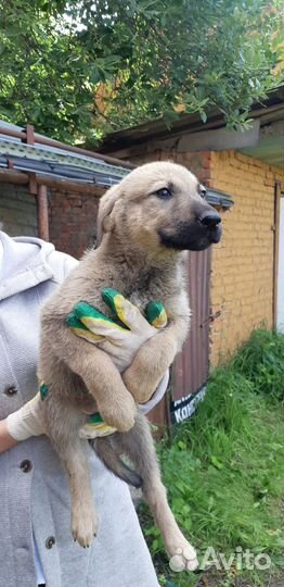 Красивые малыши в очень добрые руки