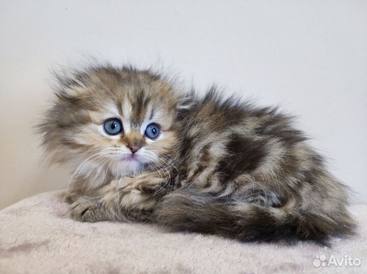 Шотландская вислоухая кошечка