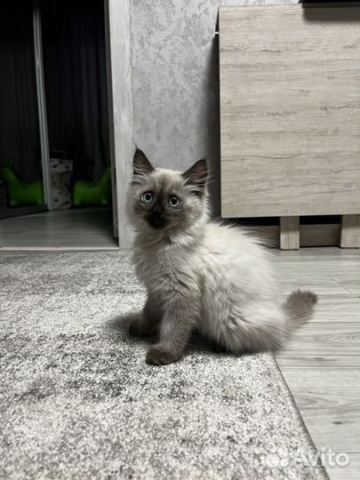 Сиамский котенок мальчик