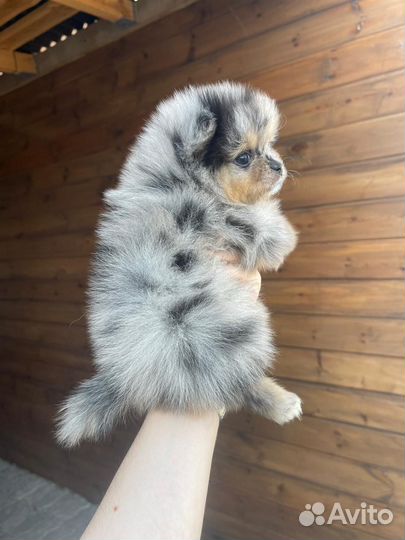 Лиловый мерле