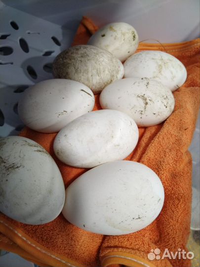 Инкубационное яйцо индейки, гусей, уток, кур