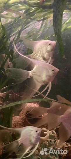 Рыба, скалярии