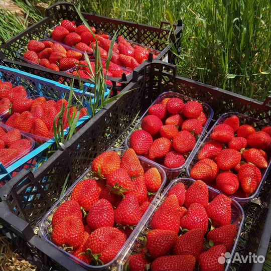 Продам рассаду клубники и ежевики