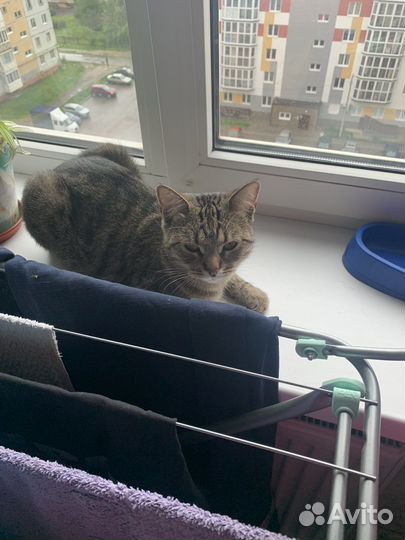 Отдам даром в хорошие руки