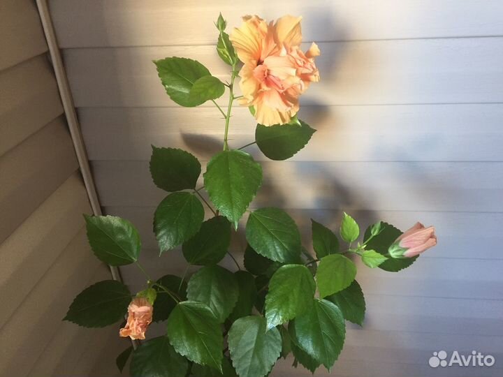 Гибискус китайская роза и Эхмея полосатая