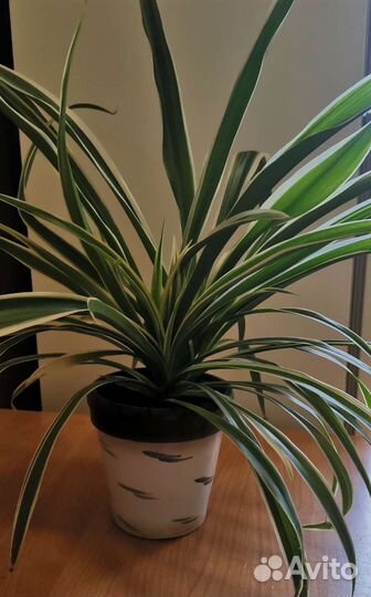 Хлорофитум полосатый