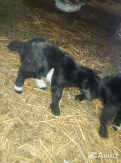 Козлята бесплатно