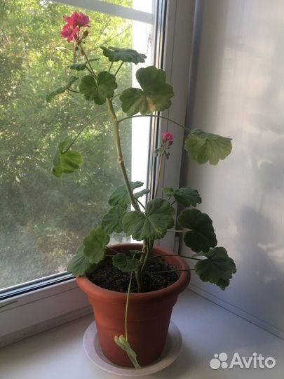 Герань. Комнатные цветы