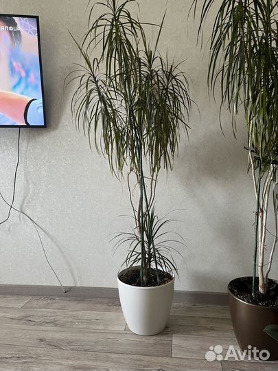 Драцена маргината пальма