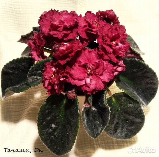 Фиалки детки - 2