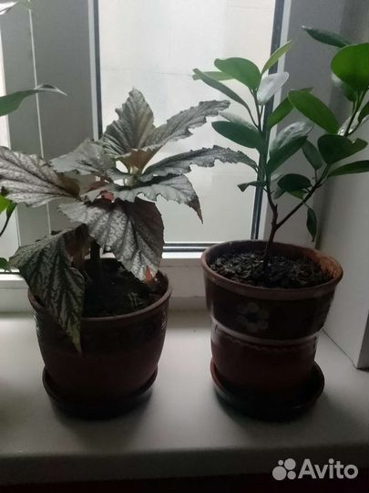 Комнатные растения