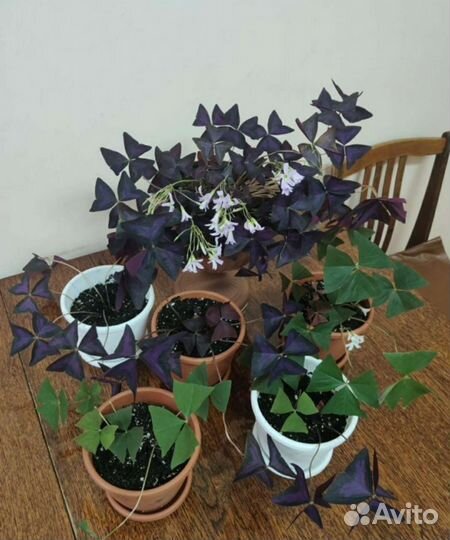 Комнатные цветы кислица