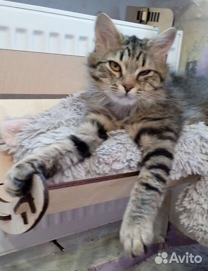 Шикарный котенок