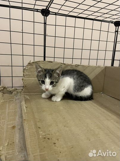 Мальчик красавчик котенок