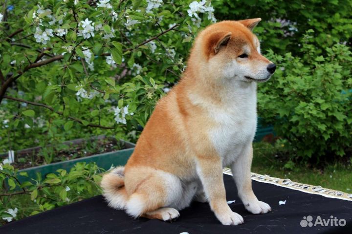Вязка сиба ину кобель