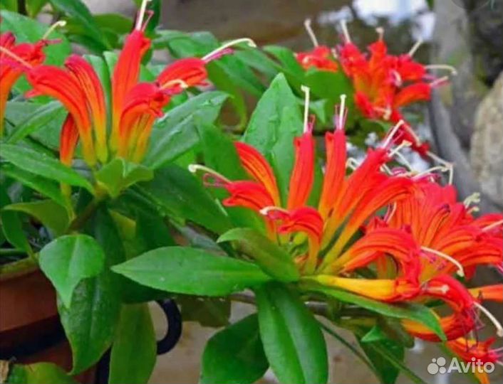 Эсхинантус жар птица