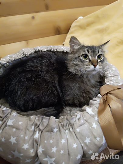 Котик подросток в добрые руки