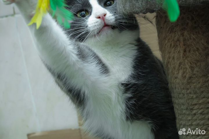 В добрые руки