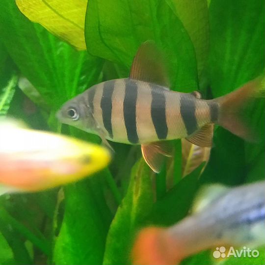 Аквариумные рыбы дистиход хилод эхинодорусы