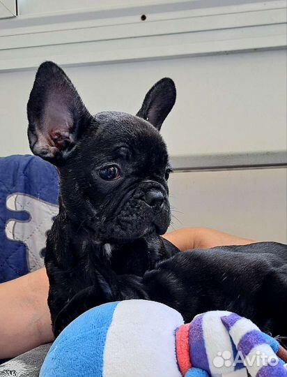 Французский бульдог