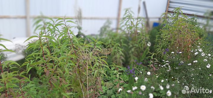 Саженцы персика