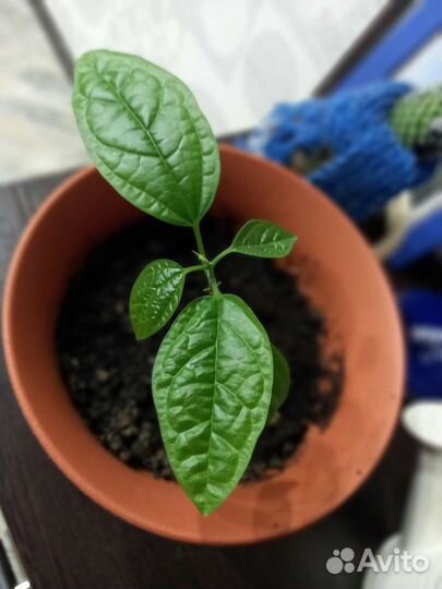 Клеродендрум Томпсона