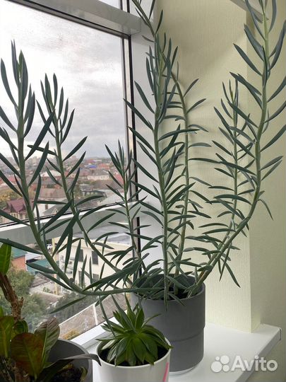 Сенецио суккулент