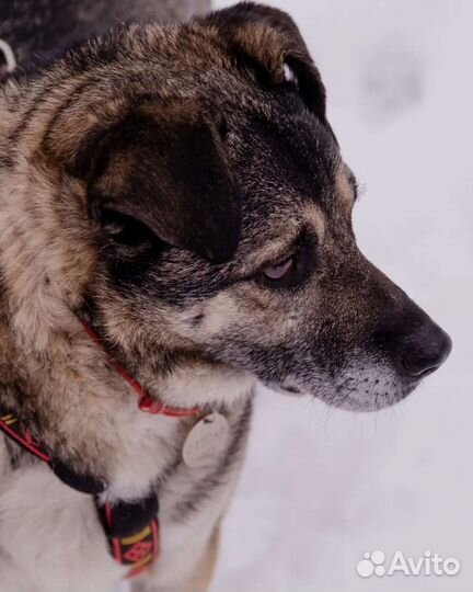 Собака из приюта бесплатно в добрые руки