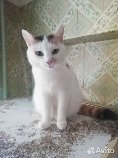 Молодая кошечка