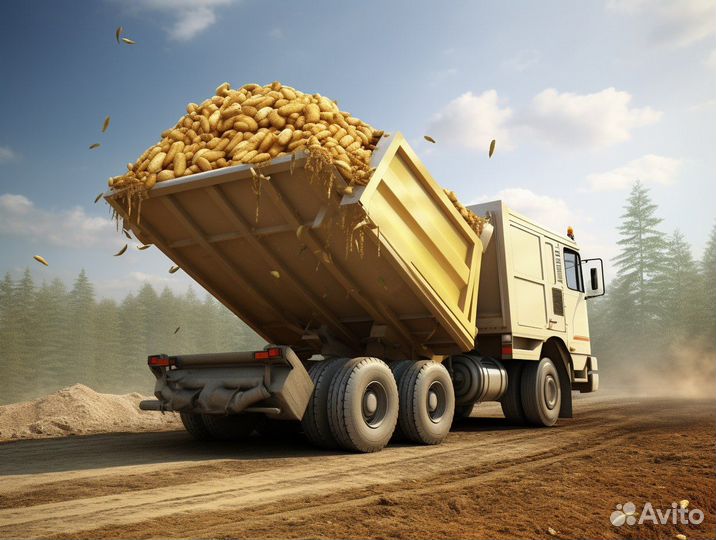 Перевозка картофеля большими партиями