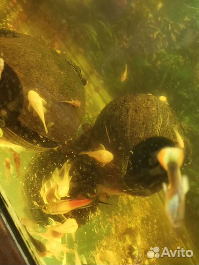 Аквариумные рыбки гуппи, анцыструсы, меченосцы