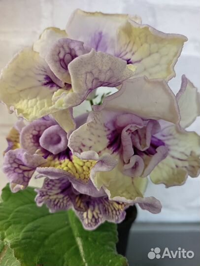 Стрептокарпусы