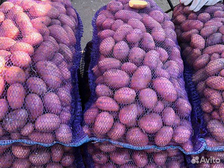 Продовольственныйп картофель