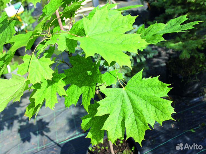 Клен остролистный 60-100 см, с10