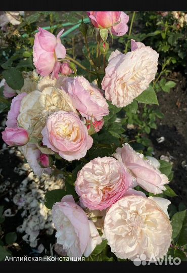 Саженцы роз