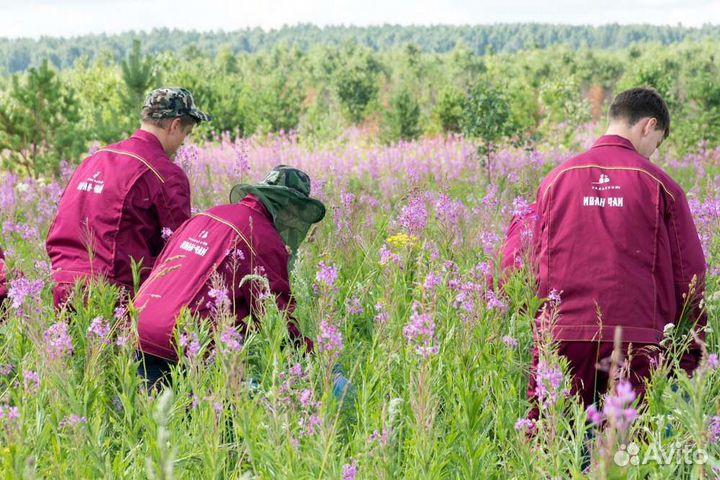 Требуется сборщик листа Иван чая