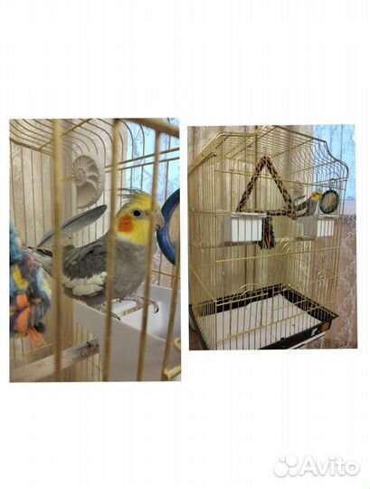 Корелла с клеткой