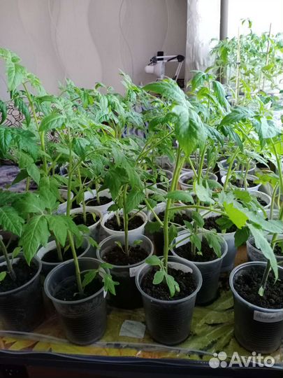 Рассада помидор и перцев